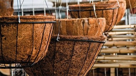 Como-plantar-orquídeas-em-xaxim-fibra-coco