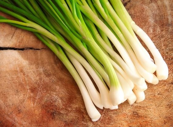 plantar cebolinha casa passo passo