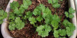 como plantar coentro vaso