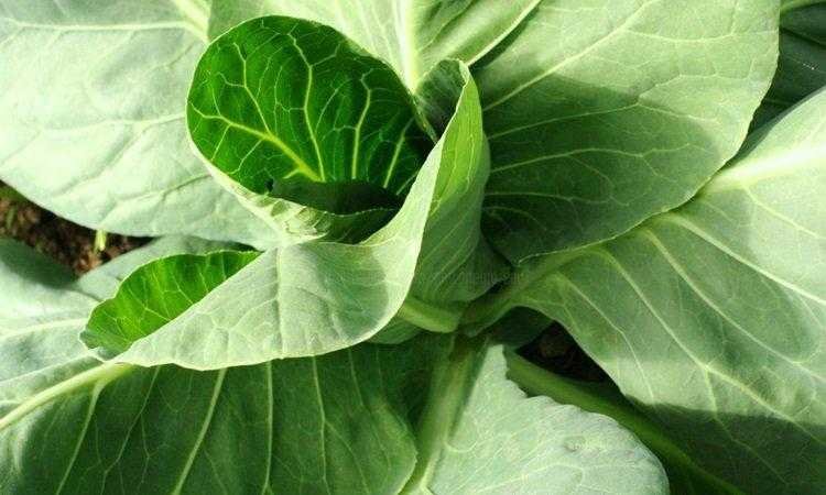 Esta bebê não parava de chorar. Foi então que seus pais viram ISTO no seu dedo do pé. Todos precisam saber desse perigo!