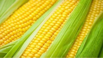 Milho verde: É saudável, melhora o intestino, controla o açúcar no sangue e protege a visão