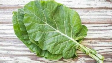 10 Motivos para comer couve todos os dias