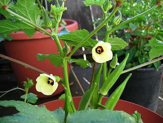 Como plantar pé de quiabo - Quiabeiro