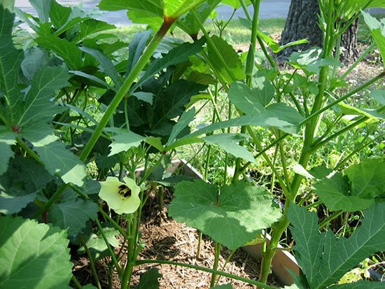 Como plantar pé de quiabo - Quiabeiro