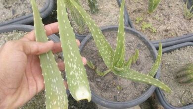 Como cultivar aloe vera em casa