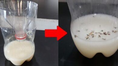 434250553 385511657581491 4387800582029389311 n