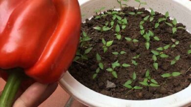 Cultivo de pimentão: aqui está o segredo para uma produção abundante!
