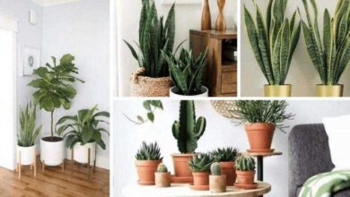 Melhores Plantas Para Ter Dentro de Casa