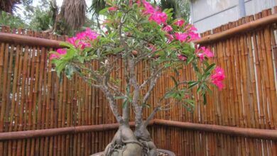 Como plantar Rosa-do-Deserto | Bau das DICAS