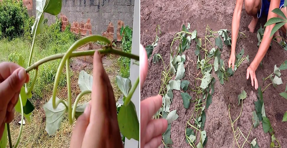 Como Plantar Batata Doce a Partir Da Rama Como Plantar Batata Doce - Rama