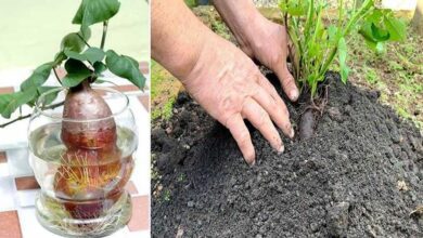 Como Plantar Batata Doce de Maneira Fácil