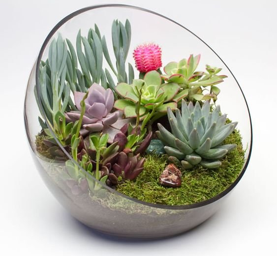 decoracao suculentas vidro decoracao suculentas vidro