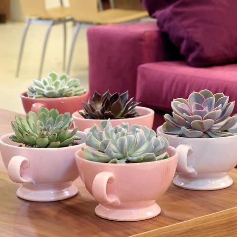 decoracao suculentas xicaras combinacao decoracao suculentas xicaras combinacao