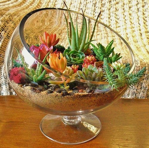 decoracao suculentas vidro terrario