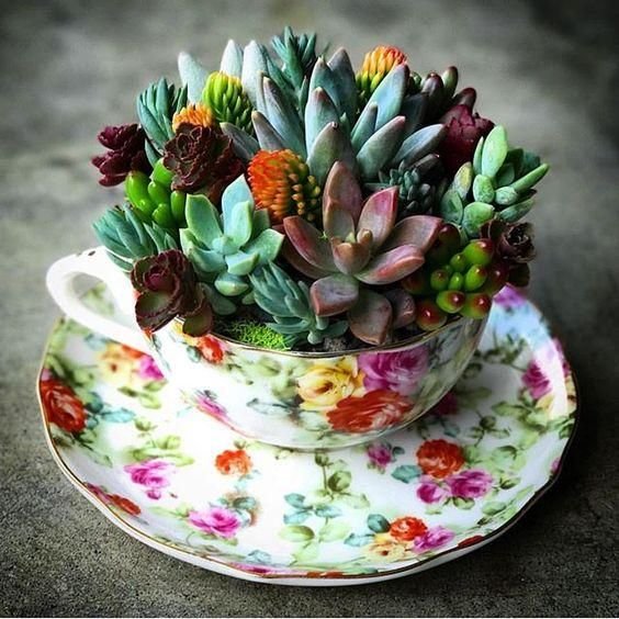decoracao suculentas xicaras ideia decoracao suculentas xicaras ideia