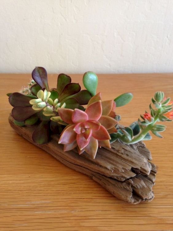 decoracao suculentas troncos ideias decoracao suculentas troncos ideias