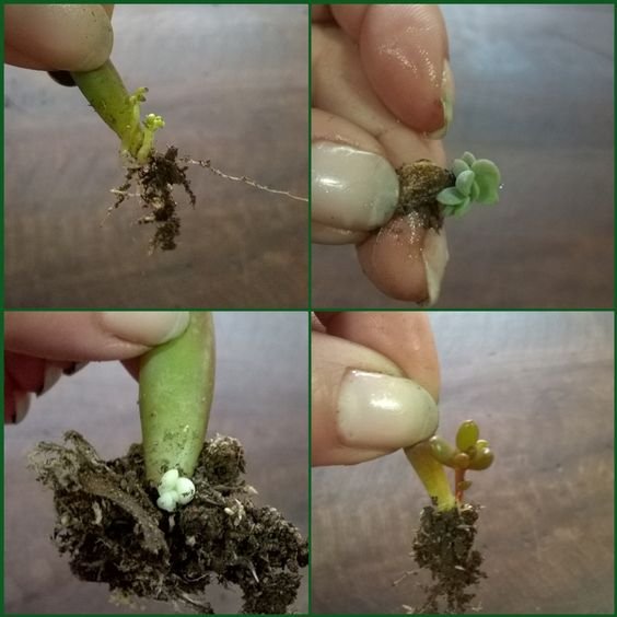 como fazer mudas suculentas como fazer mudas suculentas