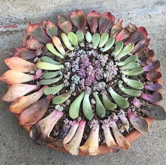 como fazer mudas suculentas passo passo como fazer mudas suculentas passo passo