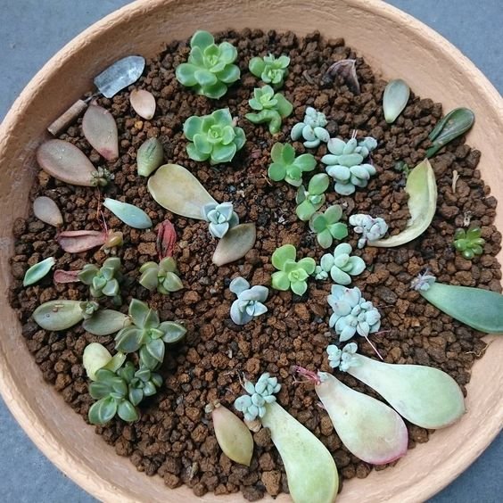como fazer mudas suculentas folhas