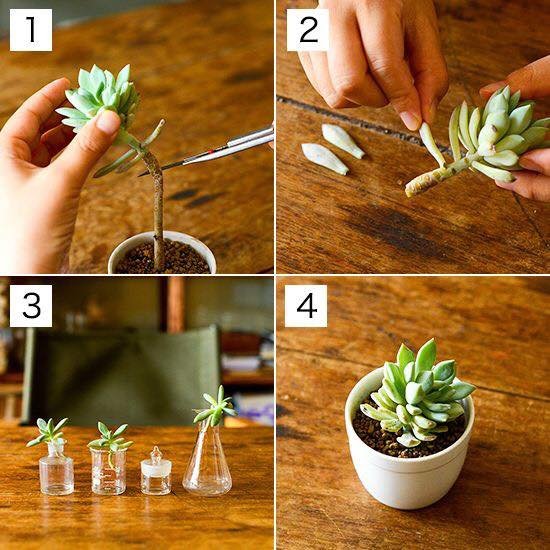 como fazer mudas suculentas estacas como fazer mudas suculentas estacas