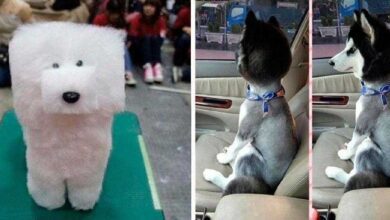 16 Vezes em que a tosa dos pets foi longe demais