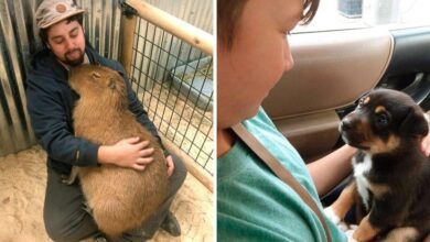 26 posts de animais que são tão engraçados quanto adoráveis