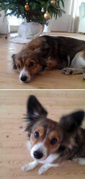 21 Fotos de animais antes e depois de serem chamados de “bom garoto”