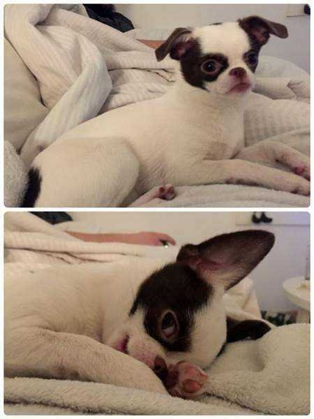 21 Fotos de animais antes e depois de serem chamados de “bom garoto”