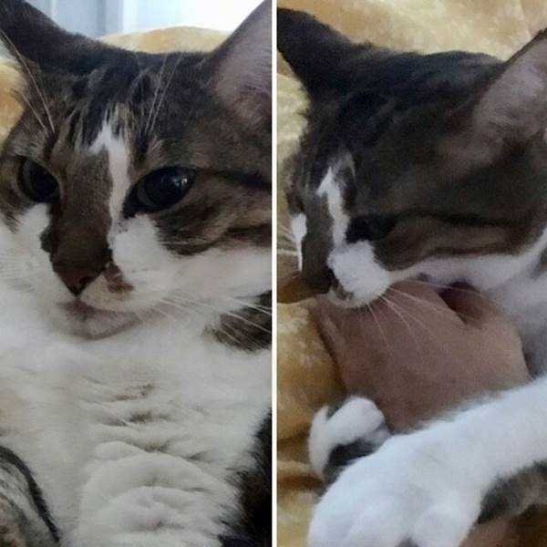 21 Fotos de animais antes e depois de serem chamados de “bom garoto”