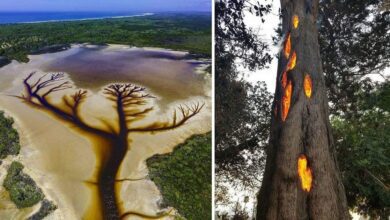 20 provas encantadoras de que a Mãe Natureza pode dar a todos algo especial