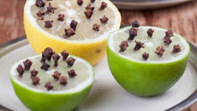 8 dicas para afastar mosquitinho e outros insetos longe da cozinha