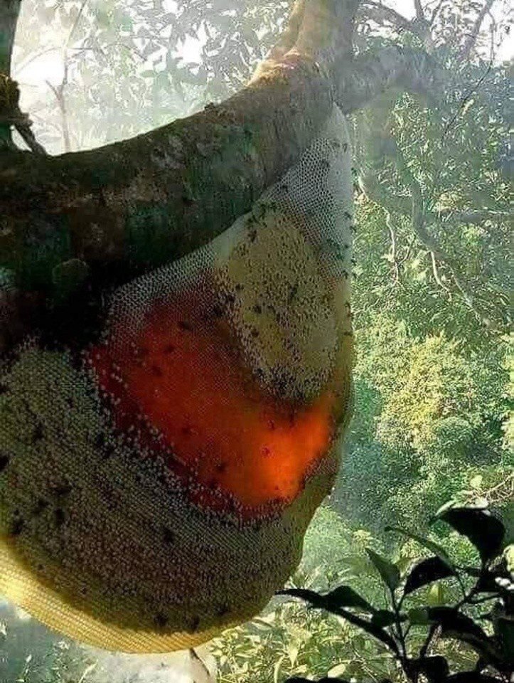 Polícia bloqueia ponte e dificulta ato contra anistia e PEC da Blindagem em Florianópolis; VÍDEO