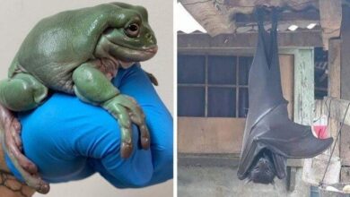 20 fotos mostram que algumas coisas podem ser muito maiores do que pensávamos