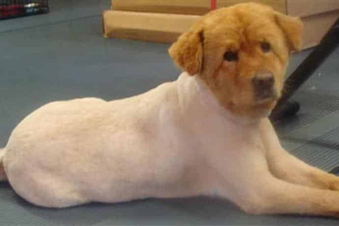 As 20 piores tosas e penteados em cães e gatos