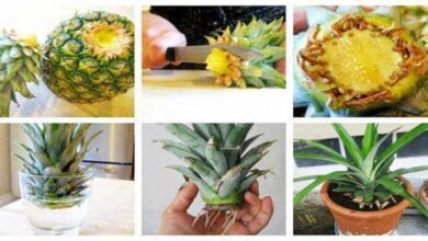 Como plantar abacaxi em casa e até em apartamento