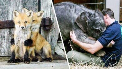 12 Animais caindo em lagrimas