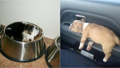 22 Filhotes que só querem tirar uma soneca e não importa onde