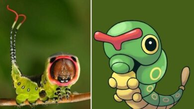 16 Pokémons que existem na vida real