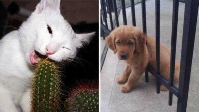 19 Animais que estão tendo um dia difícil