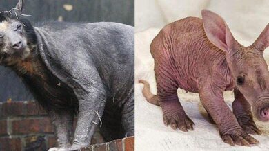 7 animais que são praticamente irreconhecíveis sem os pelos