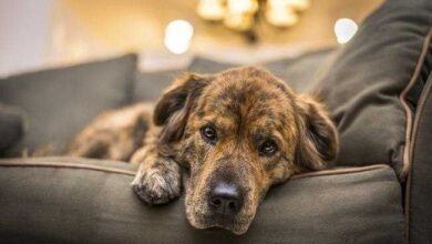 Sintoma de depressão em animais