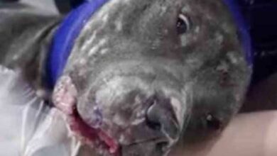 Cadela estuprada por homem chora de dor ao ser resgatada e flagrante choca