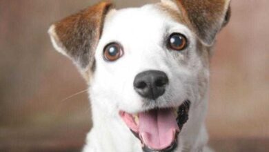 5 sinais de que seu cão realmente te ama