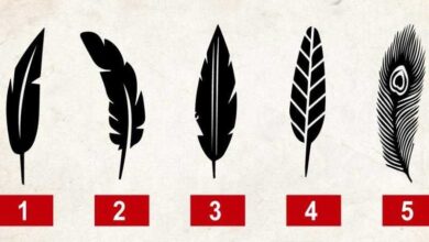 Diga-nos qual pena você mais gosta e vamos lhe contar um segredo sobre sua personalidade