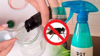 Misture estes ingredientes, aplique na sua casa e adeus moscas para sempre 1