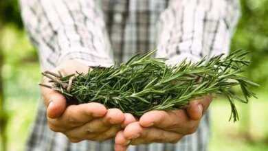 COMO USAR O ALECRIM PARA DEIXAR SEU CORPO E MENTE COM MUITA ENERGIA