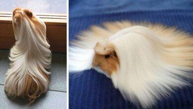 15 porquinhos-da-índia com as pelagens mais impressionantes que você já viu