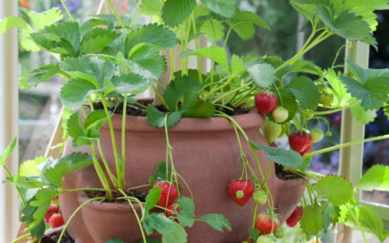 Mistura milagrosa que tira mau cheiro de tudo