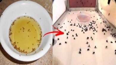 Receitas caseiras para eliminar as moscas