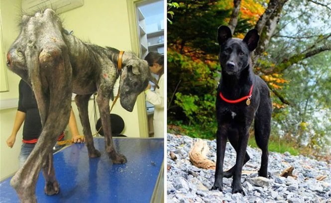 20 imagens inacreditáveis de cães antes e depois de serem resgatados